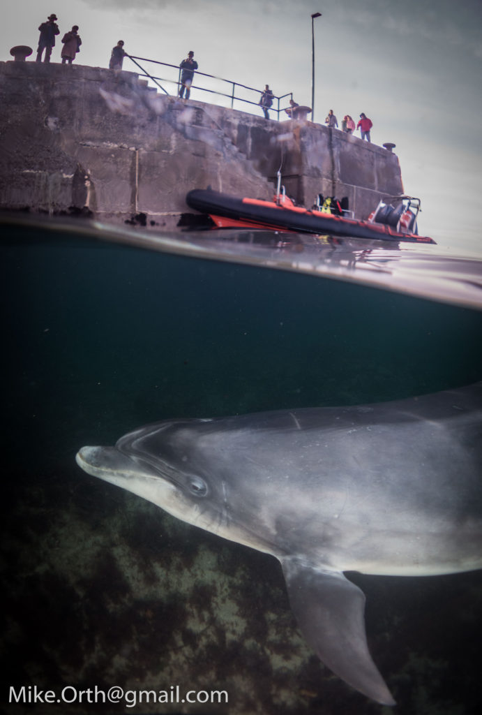 dusty the dolphin split shot