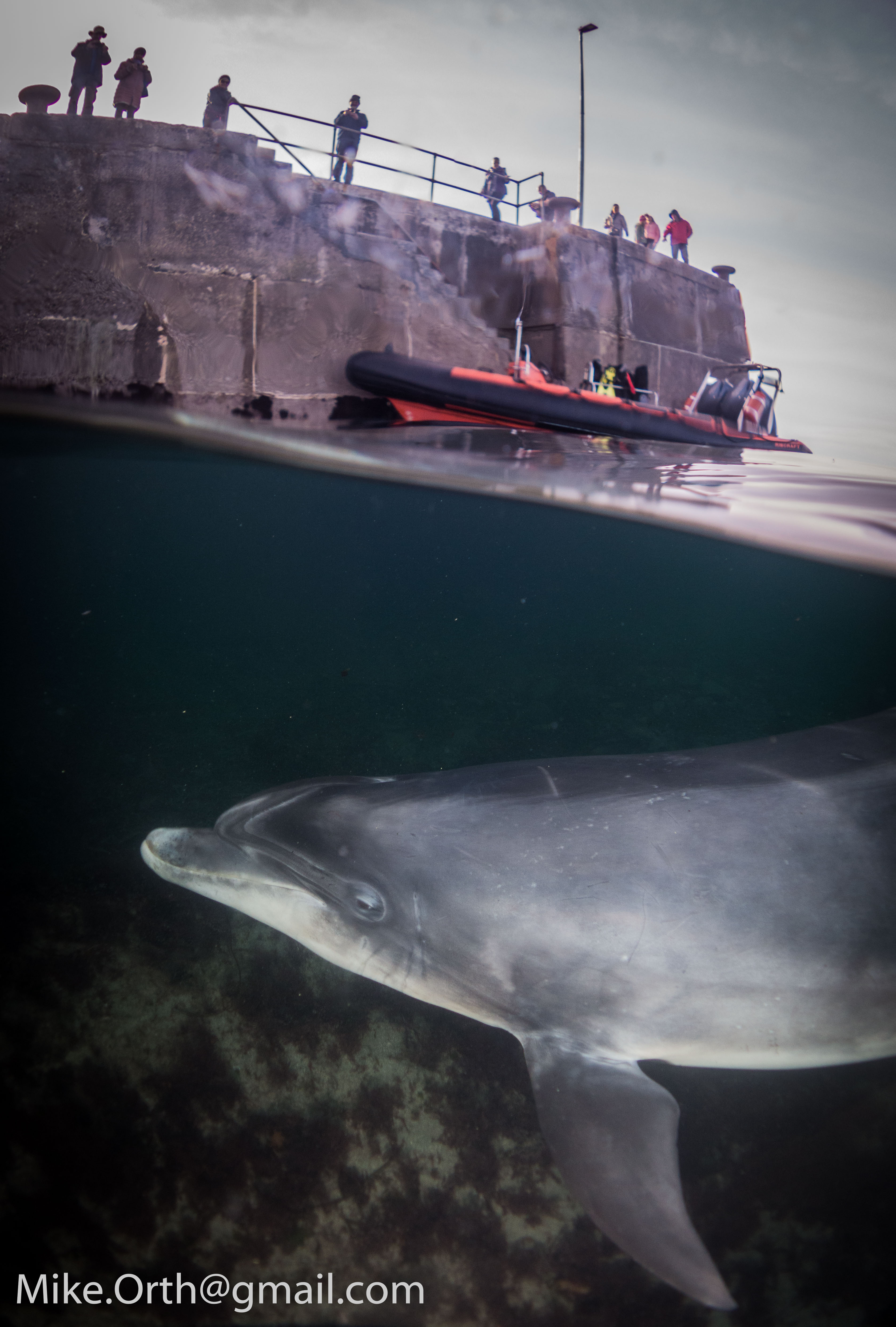 Dusty the dolphin split shot underwater photography hcidiver diving